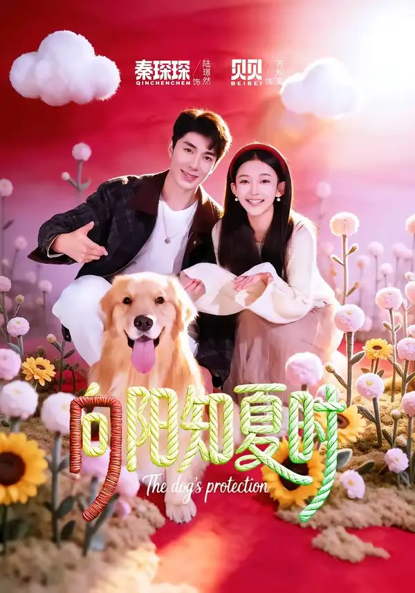 《向阳知夏时（80集）秦琛琛＆贝贝》短剧全集免费在线看